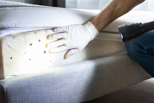 Best Wasp Removal Services  in Henderson, GA